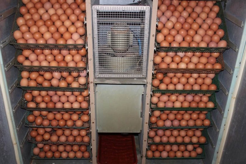 99a7c153b2b315b1a8f708956d9d7ec8 Несуться чи бройлерні кури: як отримати яйця бройлерів в домашніх умовах