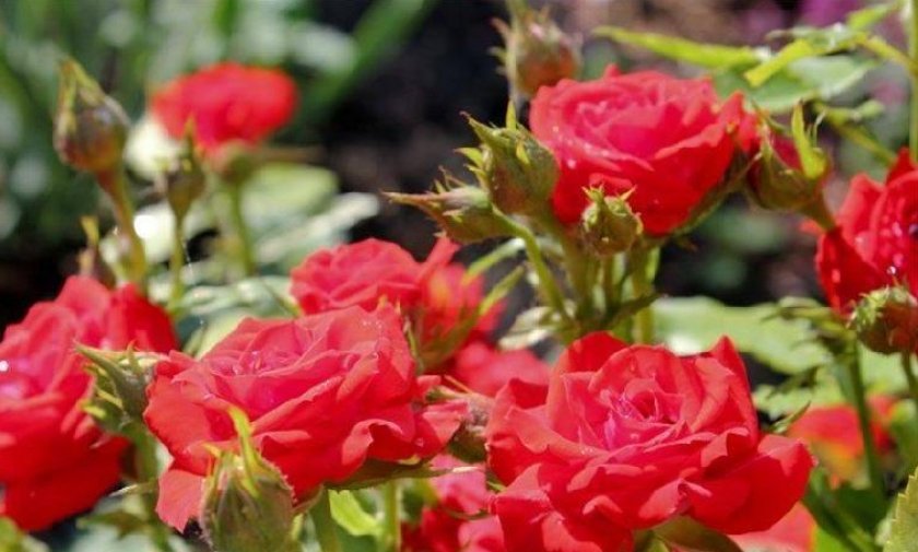 9b22dc0217223b0a2db9799e6ed5c63a Поліантові троянди: опис та фото, вирощування і догляд в домашніх умовах, посадка, обрізка і розмноження