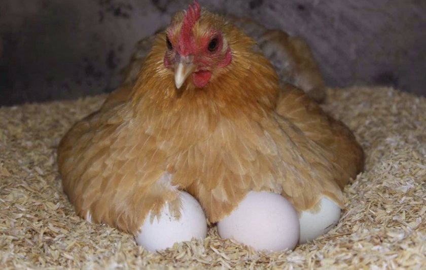9bb39815ca227a10dd80242e2f1849ed Скільки часу курка висиджує яйця до появи курчати: яка кількість яєць висиджує, як доглядати за квочкою