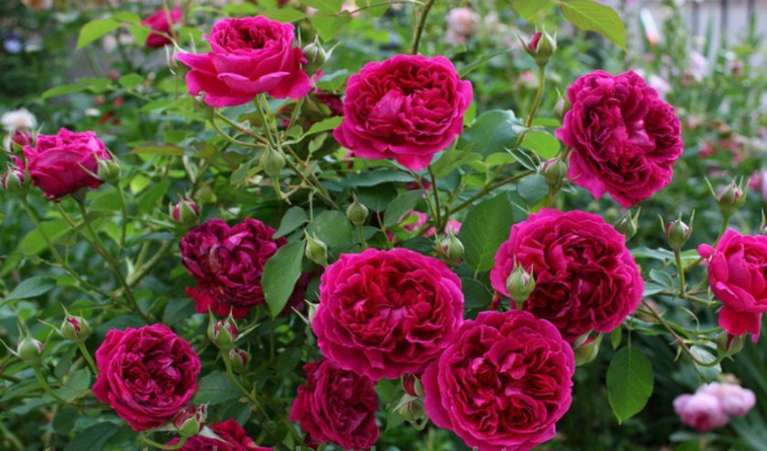 9d3eb035e1aa7e834f2f764166f38670 Англійські троянди: опис з фото, особливості посадки, догляду та вирощування