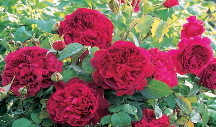 9fc562cc942a48877d0a922a3a36d9d3 Англійські троянди: опис з фото, особливості посадки, догляду та вирощування