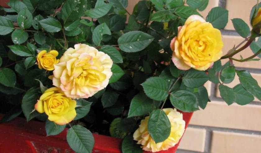 a04e789479c89af0eda2ceee008fdf9d Жовті троянди: до чого дарують, значення та опис кращих сортів, основні правила догляду