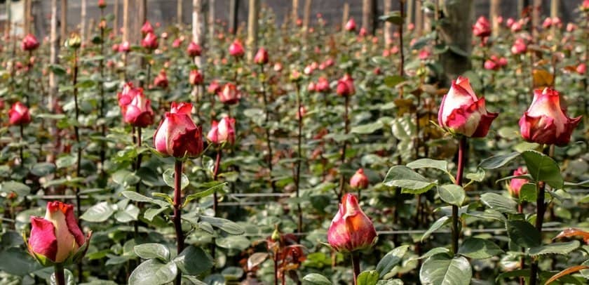 a0660eea91ddd25e37c78216b7dc48a7 Троянди Еквадор: опис сортів з фото, особливості вирощування та догляд