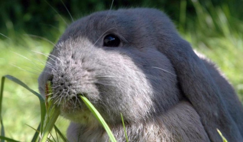 a110b3d0b6446c7721845af8702ec94e Яку можна давати траву кроликам, а яку давати не можна: особливості годівлі, фото