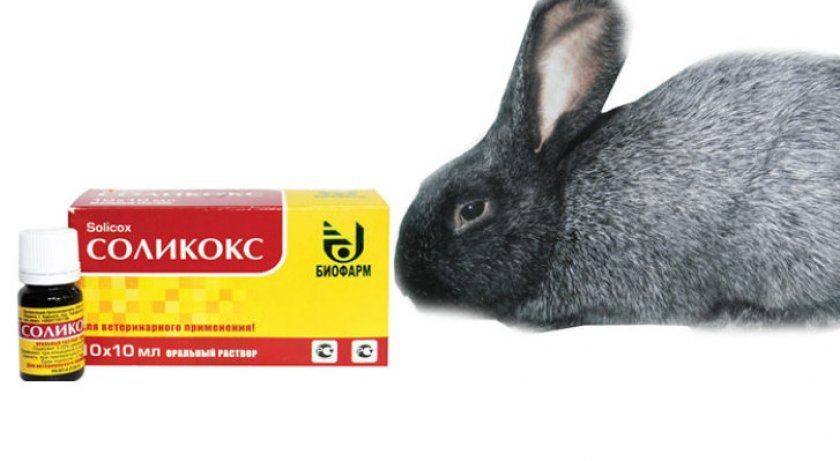 a30aca23f02776912e6691f6367c98d3 Соликокс для кроликів: інструкція по застосуванню для лікування і профілактики, дозування, як розвести препарат