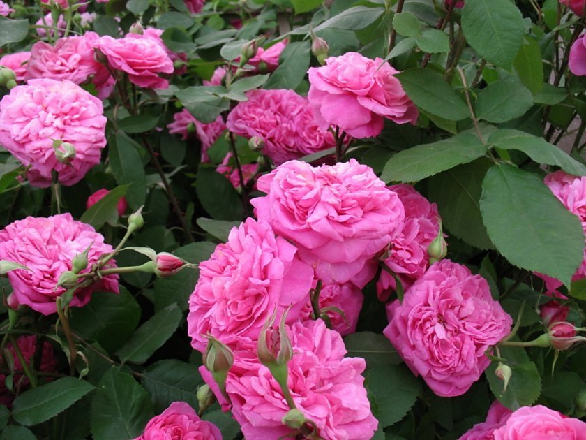 a3f45f17dd296a331f0a75a02e009c03 Піоноподібні троянди: опис з фото, особливості садіння, вирощування та догляду, відео