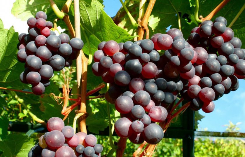 abc7cb1d8ca71682fbc5cd7b067aec89 Найсмачніші сорти винограду: вибір за кольором і терміном дозрівання, які сорти найбільш невибагливі, відео
