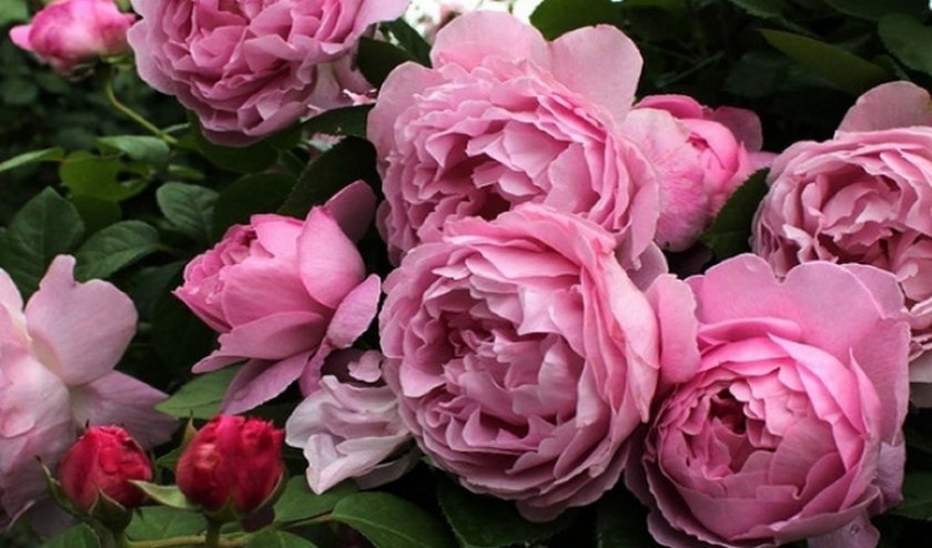 acbd8bf2d4d35f6c94931f91e9a1df35 Англійські троянди: опис з фото, особливості посадки, догляду та вирощування