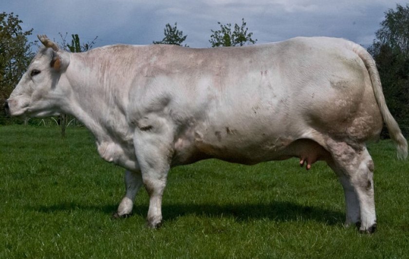 af835507175207d8f930b685eea25fc4 Бельгійська блакитна корова: опис породи, фото, утримання та догляд