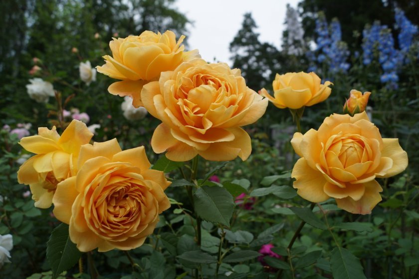 b07e2eaaead54a9a0747e1eb9f72b9bb Піоноподібні троянди: опис з фото, особливості садіння, вирощування та догляду, відео