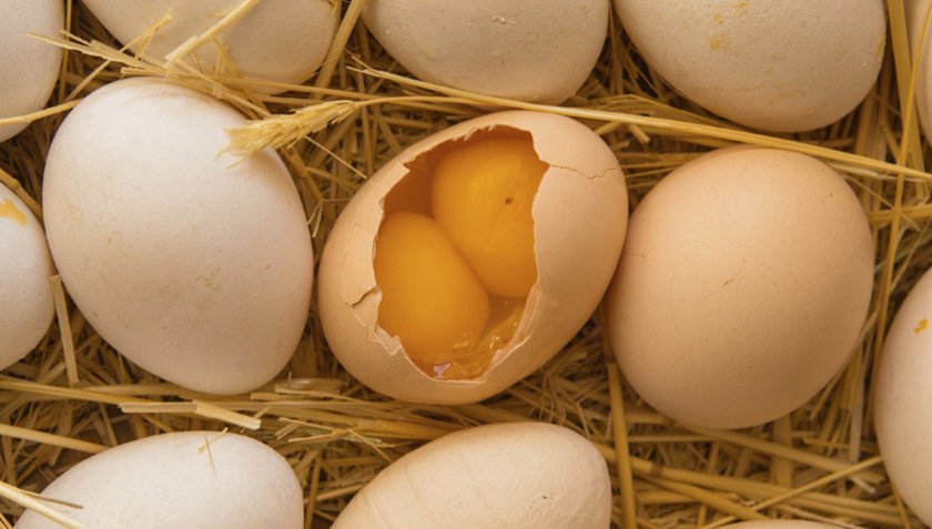 b0bf32c0ae421c44b2dc76ba0f65317c Два жовтки в одному яйці: чи це нормально, чому курка несе такі яйця і чи можна їх вживати, народні прикмети