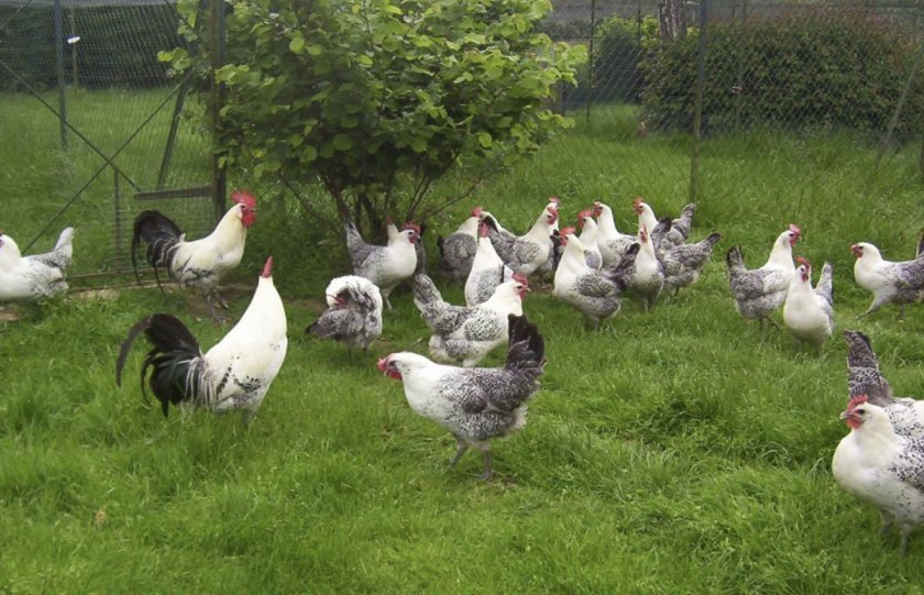 b27bd21558d7e97fb05845e758305157 Чому кури клюють яйця: в чому причина і що робити, народні поради