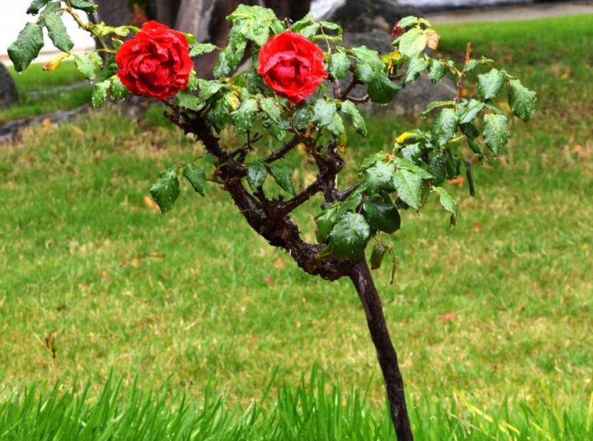 b3b1fb71e90a6fd67b34215b05fc92ec Штамбова роза: особливості, посадка й догляд, як виростити, як вкривати на зиму, обрізка, фото, відео