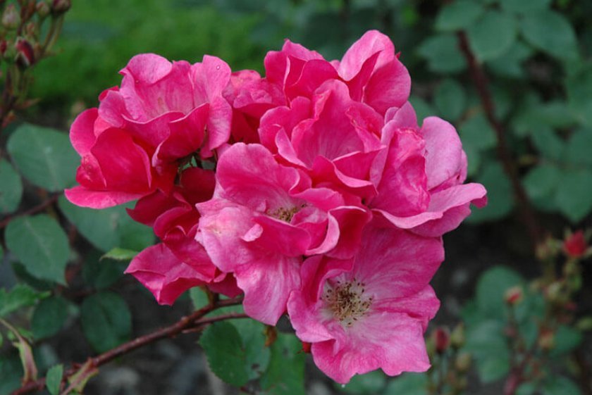 b4bfb074deb010debbfed2ee137b2fab Поліантові троянди: опис та фото, вирощування і догляд в домашніх умовах, посадка, обрізка і розмноження