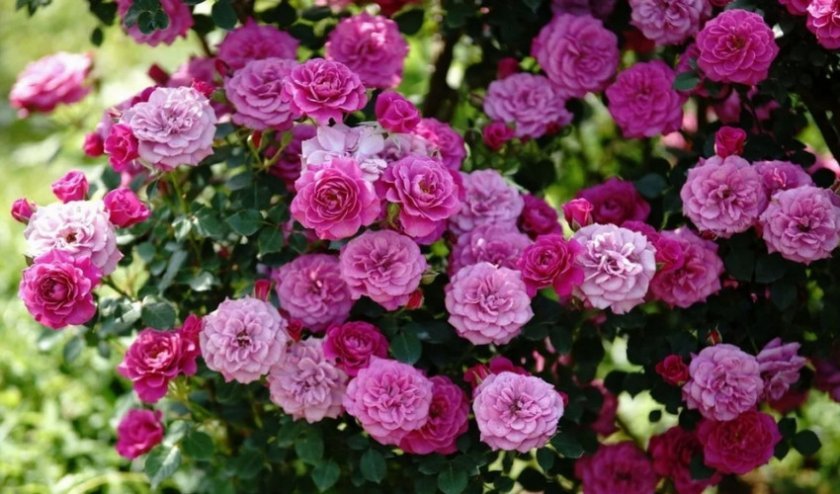 b609c11cc6a962b19c11e1a4778450d2 Маленькі троянди: як називаються самі мініатюрні сорти троянд, посадка й догляд, фото