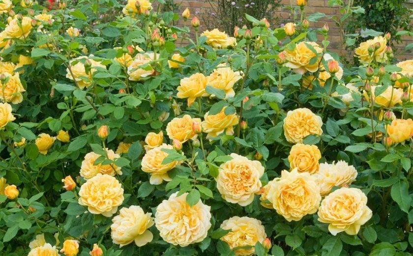 b62229fec0adbbbcaa36bf6f3eb01916 Паркові троянди: опис, посадка й догляд, вирощування, обрізка і укриття на зиму, фото, відео