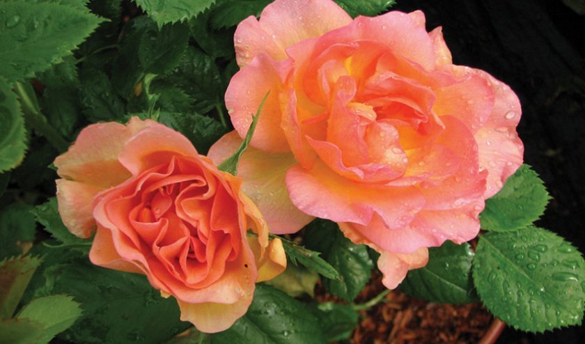 b68e3d17589119db4576d9ded7deddbe Канадські троянди: опис сортів з фото, посадка й догляд, особливості вирощування