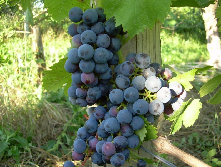 b6b0085d91d30f06cf3207f8a04f5919 Найсмачніші сорти винограду: вибір за кольором і терміном дозрівання, які сорти найбільш невибагливі, відео