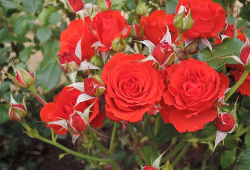 b78e23fb455c78c2eba08b73fe457e34 Поліантові троянди: опис та фото, вирощування і догляд в домашніх умовах, посадка, обрізка і розмноження
