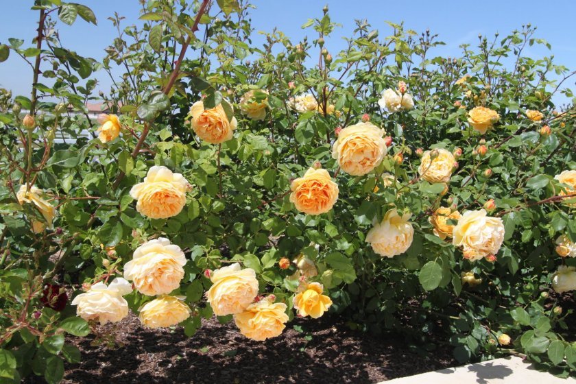 b7fc069f904ec633727a8dc450cbdb1e Піоноподібні троянди: опис з фото, особливості садіння, вирощування та догляду, відео