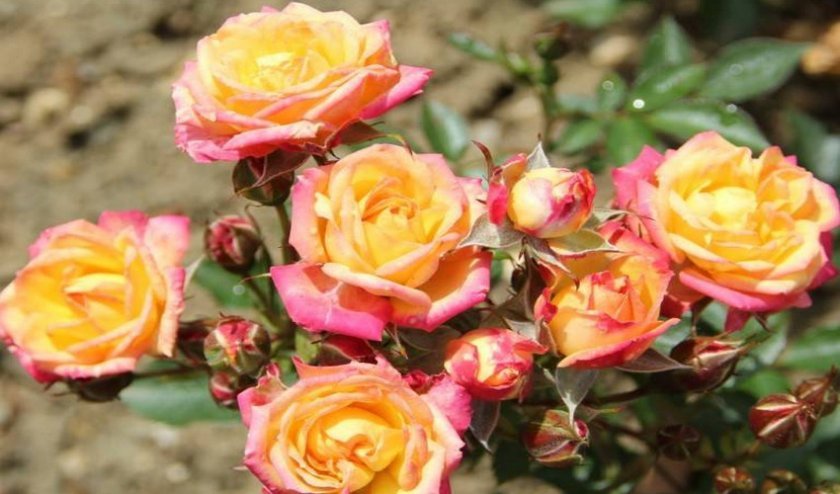 b849c63abfd079fc8467915f3c4defd3 Маленькі троянди: як називаються самі мініатюрні сорти троянд, посадка й догляд, фото