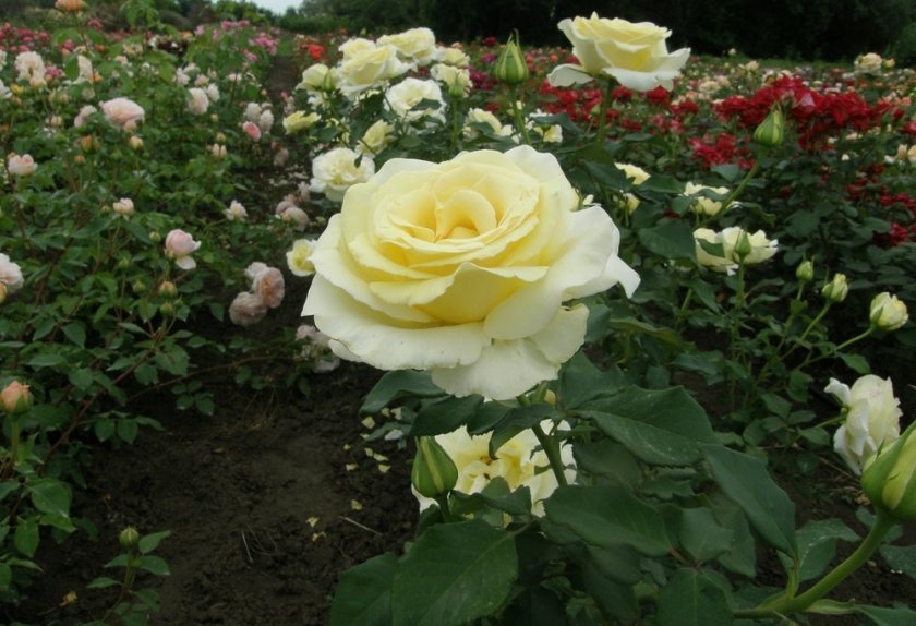 b9180f6ffe253ee9538a9c8b7052e852 Чому троянди жовтіють листя: причини і що при цьому робити, особливості догляду