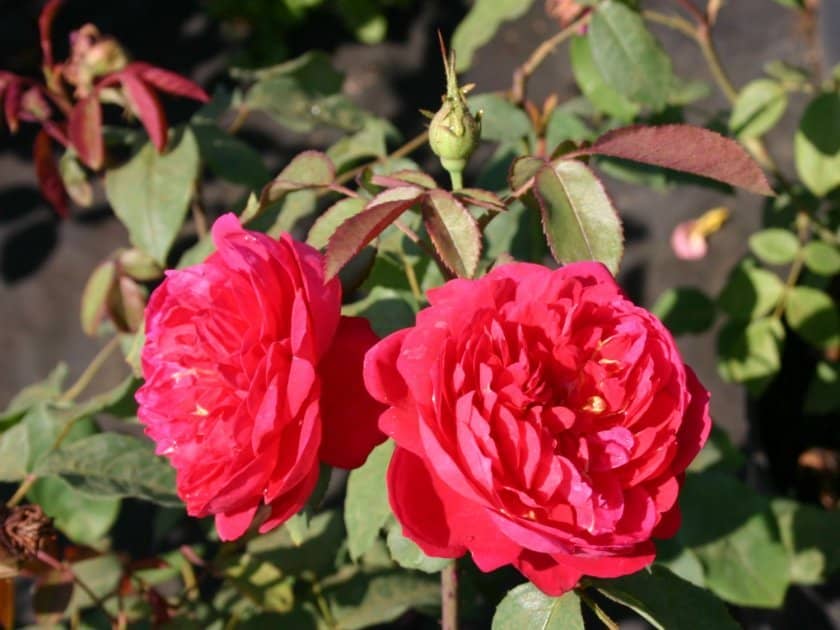 ba175c987c826558fcb8fcfdee3a97cf Паркові троянди: опис, посадка й догляд, вирощування, обрізка і укриття на зиму, фото, відео