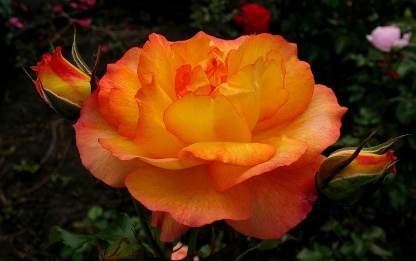 ba630a6f22e81bd2e5bafb9e0711514b Чому троянди жовтіють листя: причини і що при цьому робити, особливості догляду