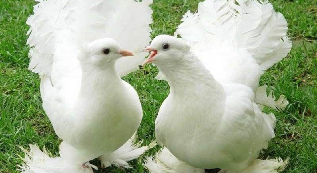 bbb2418dc093613a2fb8bba00dc590f7 Ставні голуби: опис породи з фото, особливості змісту і годівлі, відео