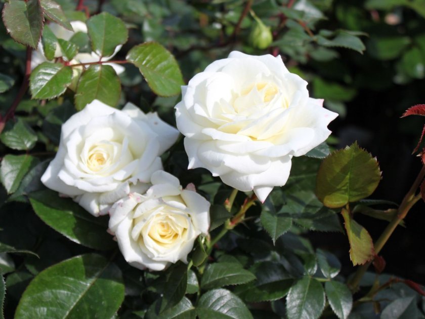 bc6d38f3052e6c0376f42592c0397f38 Піоноподібні троянди: опис з фото, особливості садіння, вирощування та догляду, відео