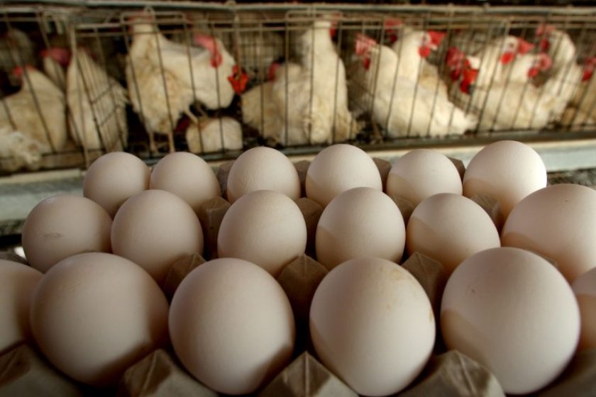 be1cb13d8bbfecf40fb40ddfe458f10c Несуться чи бройлерні кури: як отримати яйця бройлерів в домашніх умовах