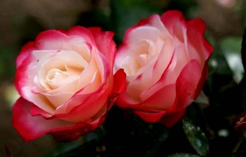 bfdf6490232b24dbbdd8567578555a16 Троянди Еквадор: опис сортів з фото, особливості вирощування та догляд