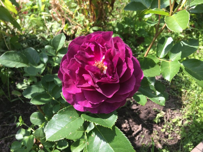bff9429bd73fd7d840e0393cbbde65b5 Фіолетові троянди: що означають, опис сортів з фото, основні правила вирощування та догляду
