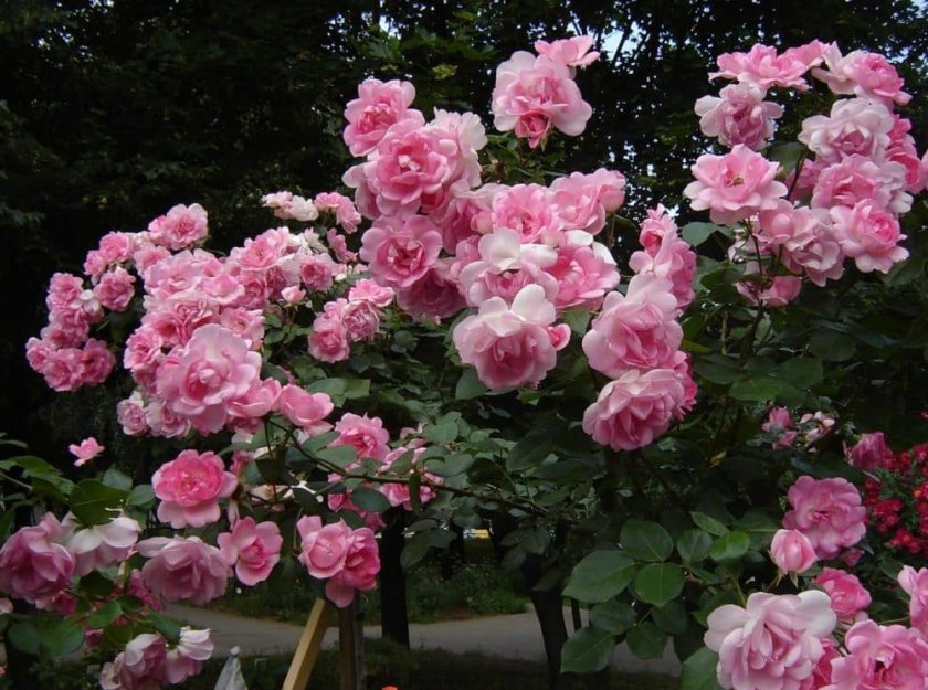 c1f1f7ab512ad6c791eaafcf3ad1a33b Поліантові троянди: опис та фото, вирощування і догляд в домашніх умовах, посадка, обрізка і розмноження