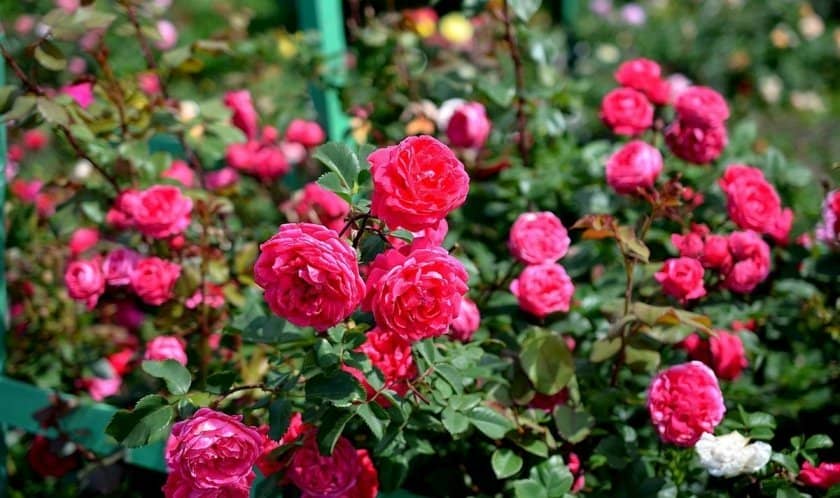 c2bdedb87f31375d36da3e359ab8c2ae Паркові троянди: опис, посадка й догляд, вирощування, обрізка і укриття на зиму, фото, відео