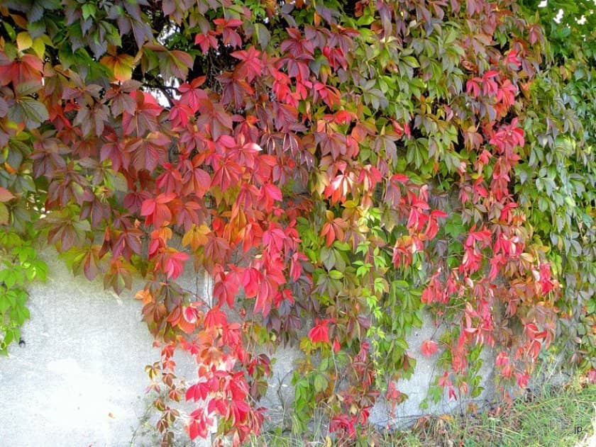 c740ea988db71f9e62f24f81a14f1842 Дівочий виноград восени: посадка й догляд, пересадка на інше місце, розмноження і обрізка, підготовка до зими, чим удобрювати, фото, відео