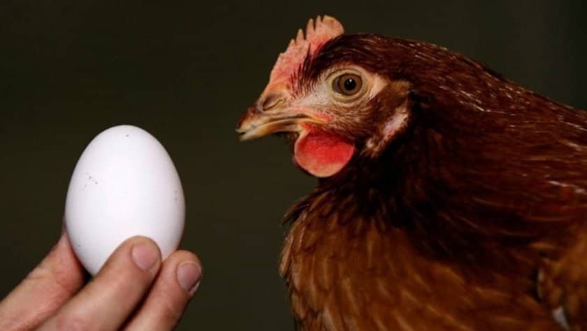 c750813f05915d835f166f729410187c Два жовтки в одному яйці: чи це нормально, чому курка несе такі яйця і чи можна їх вживати, народні прикмети