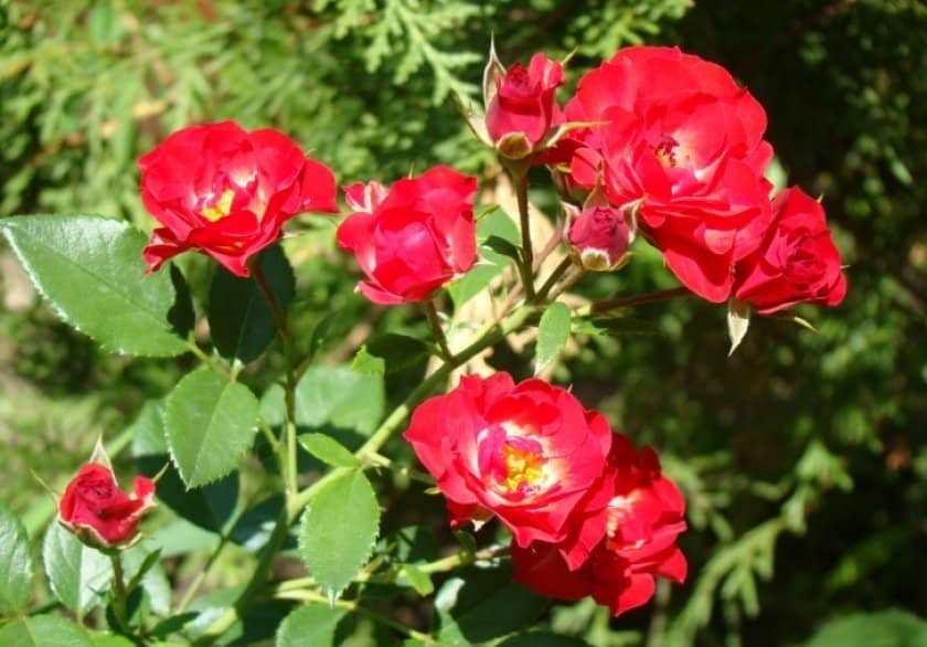 ca21046cfabaa9be7ff08ea2a4c200d2 Поліантові троянди: опис та фото, вирощування і догляд в домашніх умовах, посадка, обрізка і розмноження