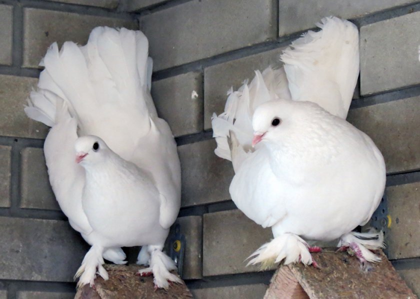 caba938c5d42dbec77db0455a8ac7b84 Ставні голуби: опис породи з фото, особливості змісту і годівлі, відео