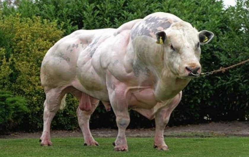 cbe003bff1427c59369938079e4f7412 Бельгійська блакитна корова: опис породи, фото, утримання та догляд