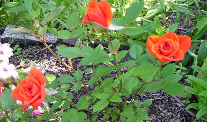 cd079215aa7b8a7aef6f25eee37a72d3 Маленькі троянди: як називаються самі мініатюрні сорти троянд, посадка й догляд, фото