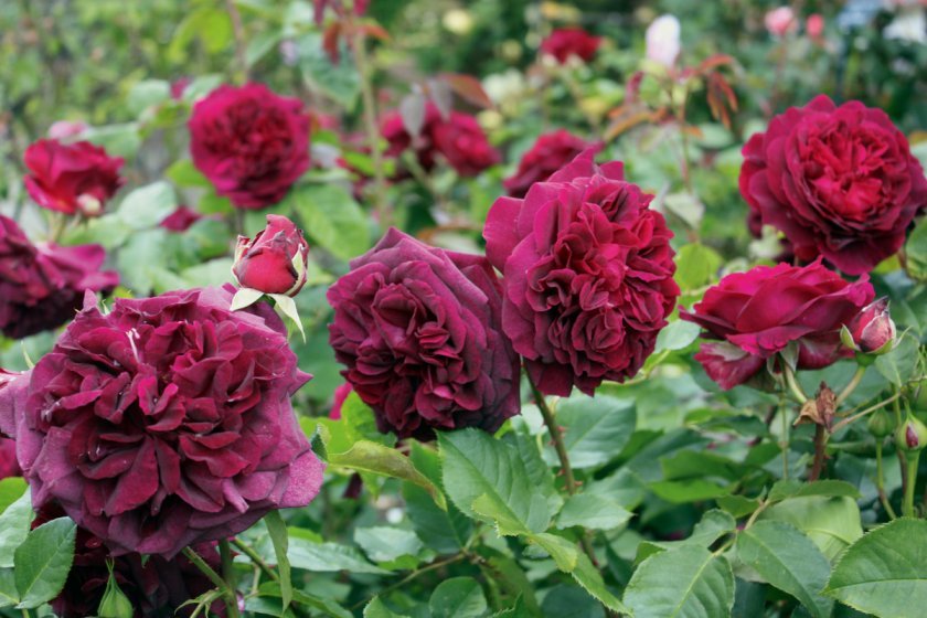 d0d214568a08518607f40f31bff35933 Піоноподібні троянди: опис з фото, особливості садіння, вирощування та догляду, відео