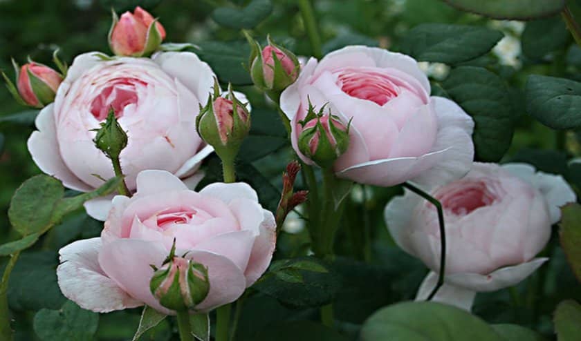 d170da82b618031d9ba81ad396c41a37 Англійські троянди: опис з фото, особливості посадки, догляду та вирощування