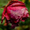 d1b56e5a0de2ba6f3e010b2eb596f8d5 Троянди Еквадор: опис сортів з фото, особливості вирощування та догляд