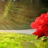 d265e00865b79dac2f61fda2eb8aebcd Троянди Еквадор: опис сортів з фото, особливості вирощування та догляд
