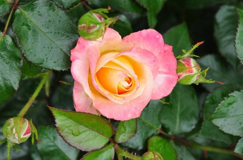 d2d9d1cd71772680e190c21311291a01 Поліантові троянди: опис та фото, вирощування і догляд в домашніх умовах, посадка, обрізка і розмноження