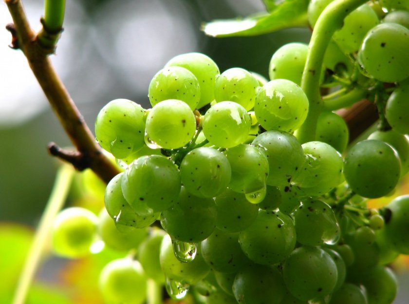 d48e7861f4df0fca61efe68f7e132807 Зелений виноград: користь і шкоду для організму, калорійність, хімічний склад і енергетична цінність