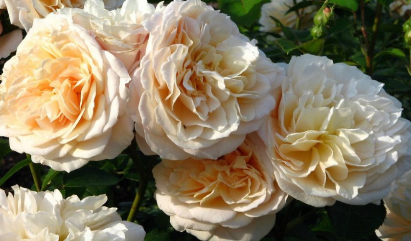 d4e89fbeb2c7d87b5b1599d7e2679bc5 Англійські троянди: опис з фото, особливості посадки, догляду та вирощування