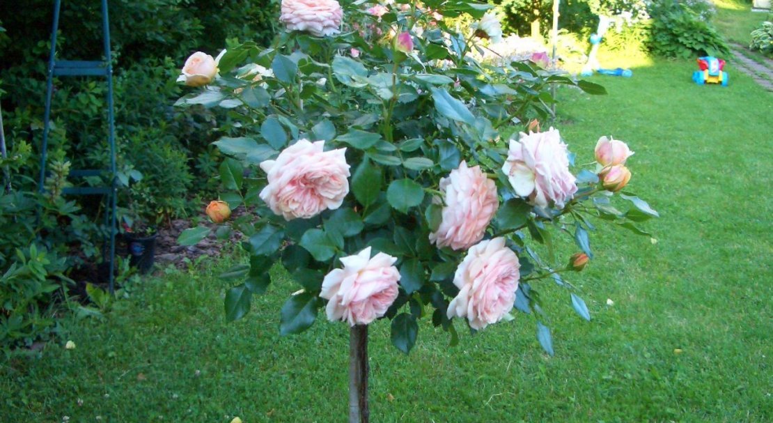 d51124d13dc96899a18cb86363c4d81a Штамбова роза: особливості, посадка й догляд, як виростити, як вкривати на зиму, обрізка, фото, відео