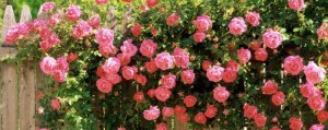 d88a16d0ef88077eb83cd9dafd4000b1 Поліантові троянди: опис та фото, вирощування і догляд в домашніх умовах, посадка, обрізка і розмноження
